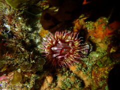 Urticina mcpeaki