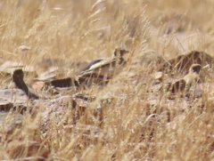Spizocorys starki