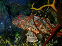Scorpaena guttata