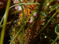 Metandrocarpa taylori