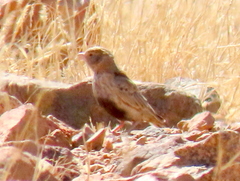 Eremopterix verticalis