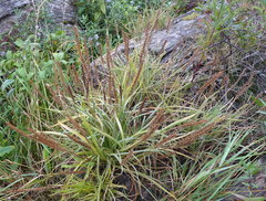 Plantago maritima juncoides
