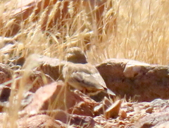 Eremopterix verticalis