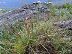 Plantago maritima juncoides