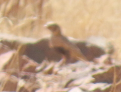 Eremopterix verticalis