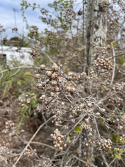 Cordia lutea