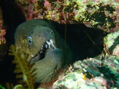 Gymnothorax mordax