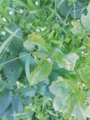 Knowltonia vesicatoria