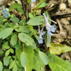 Corydalis caudata