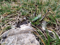 Eupholidoptera chabrieri