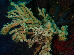 Savalia lucifica