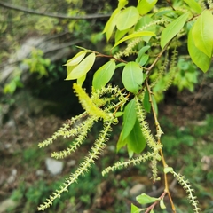 Salix chaenomeloides