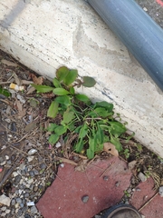 Lactuca virosa