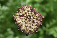 Dorstenia elata