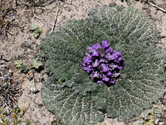 Phlomoides rotata