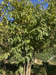 Lonicera tatarica
