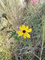 Coreopsis floridana