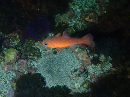 Guadalupe cardinalfish (Apogon guadalupensis) — Apogonidae — 5
