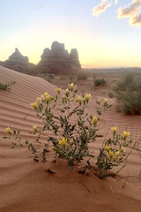 Mentzelia multiflora