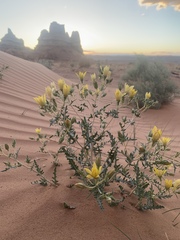 Mentzelia multiflora