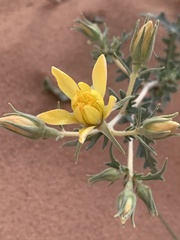 Mentzelia multiflora