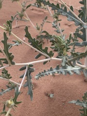 Mentzelia multiflora