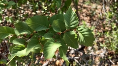 Nothofagus glauca