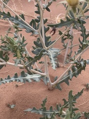 Mentzelia multiflora