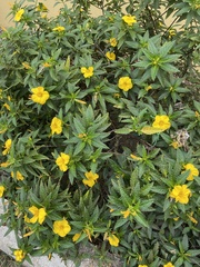 Turnera ulmifolia