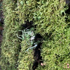 Cladonia digitata