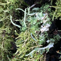 Cladonia digitata