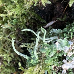 Cladonia digitata