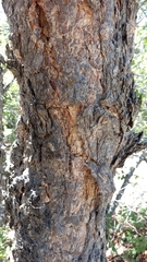 Nothofagus glauca
