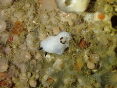 Cadlina limbaughorum
