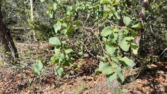 Nothofagus glauca