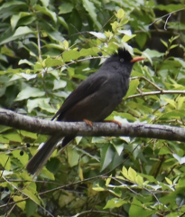 Hypsipetes borbonicus