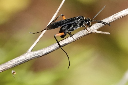 Two-speckled Cuckoo Spider Wasp photo 4