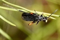 Ceropales bipunctata