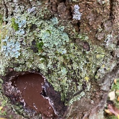 Punctelia jeckeri