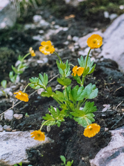 Ranunculus altaicus
