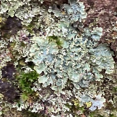 Punctelia jeckeri