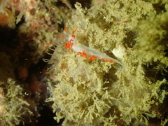 Coryphella trilineata