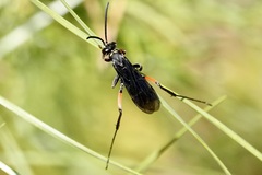 Ceropales bipunctata
