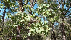 Nothofagus glauca