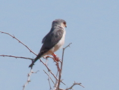 Polihierax semitorquatus