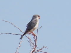 Polihierax semitorquatus