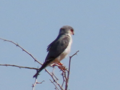 Polihierax semitorquatus