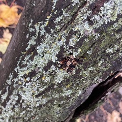 Physcia adscendens