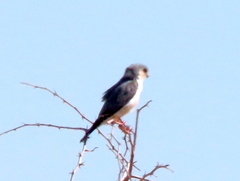 Polihierax semitorquatus