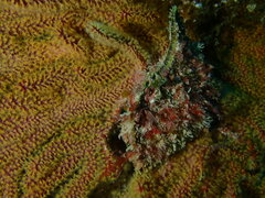 Pteria sterna